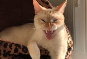 15 забавных морд, которые бы выиграли конкурс на самую нефотогеничную внешность