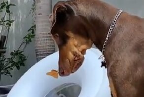 "Что ты такое?": забавная встреча добермана и бабочки