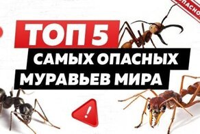 ТОП-5 самых опасных муравьев на планете