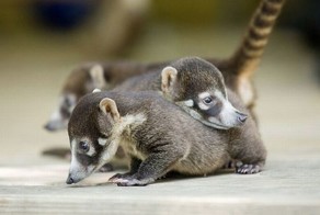 Очаровательные детеныши носухи (50 фото)