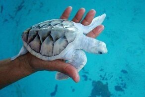 Смешные и увлекательные фотографии, которые такие же весёлые, как и познавательные