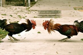 Неожиданная новость с Филиппин: боевой петух убил полицейского