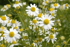 Природные антисептики, которые просто растут в лесу и на поле