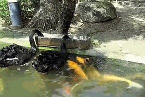 На раздаче животные