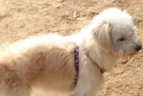 Оставленный на заправке песик нашел дорогу домой