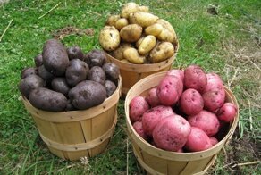 «Некопаевская картоха»!