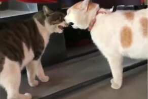 Два кота спели песню дуэтом и попали на видео