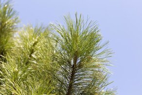 Как сосна получила такое название?