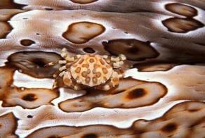 Маскировка обитателей морских глубин (17 фото)