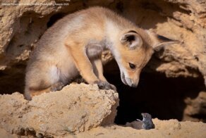 Уморительные фото животных с конкурса 2020 Comedy Wildlife Photography Awards
