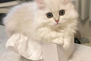 Пушистые комья радости