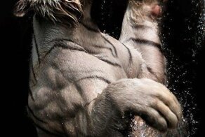 Белый тигр от Бирте Персона