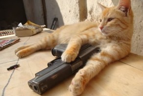 С этими домашними животными шутки плохи (54 фото)