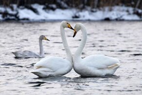 В Удмуртии на одном из озёр за ночь вмёрзли в лёд семь лебедей
