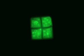 Не новый логотип Windows, a галобактерия Haloquadratum walsbyi