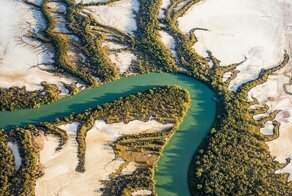 Красота: лес посреди пустыни