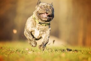 Брахицефалия: Мука длиною в жизнь. Правда о всех «плоскомордых» породах собак