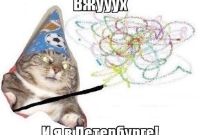 Питерские котики