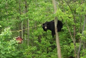 Медвежья охота на птиц (4 фото)