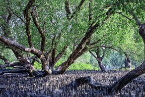 Сундарбан — самый большой вечнозелёный лиственный лес планеты Земля