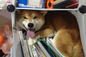 15 забавных любимцев, для которых удобство - понятие относительное