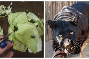 Угощение для животных с шурупами: опасный корм в зоопарке