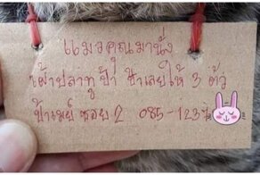 Котик из Таиланда вернулся домой с долгами