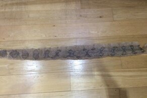 В Англии девочка нашла шкуру гигантской рептилии