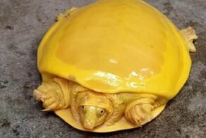 В Индии нашли черепаху-альбиноса, которая похожа на плавленый сыр