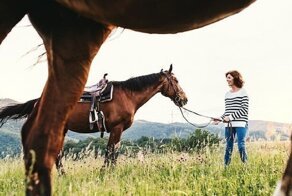 Новое исследование: лошади НЕ привязываются к своим хозяевам