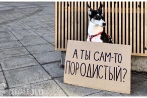 "Я не игрушка" - о чем хотят сказать нам собаки