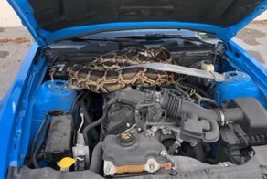 Во Флориде под капотом Ford Mustang притаился огромный питон: видео