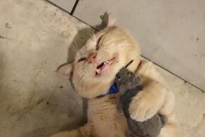 Кот, у которого ещё нет Оскара!