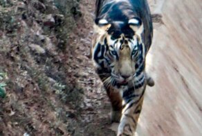 В Индии нашли тигра с необычным окрасом