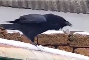 Ворон мастерски имитирует собачий лай