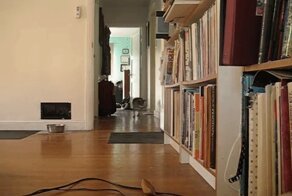 Гифки с собаками