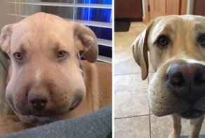 49 славных пёселей, которые не поладили с пчелами