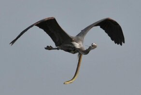 Крупный угорь ловко пробрался сквозь горло цапли, чтобы не быть съеденным
