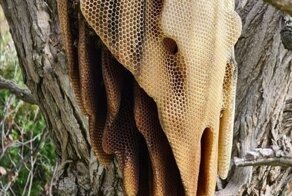 Как пчелы строят такие ульи