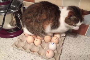 Котейки, которые готовы спать где угодно, кроме своих лежанок