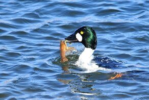 Кукушка - пытка для начинающих познавать эволюцию