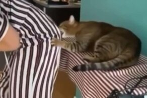 Никогда не поворачивайтесь спиной к кошкам!