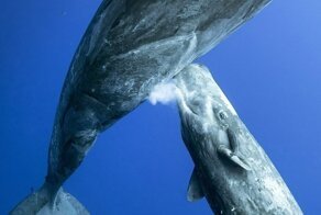 Самка кашалота кормит детеныша: потрясающие подводные фотографии Михаила Коростелева