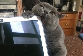 15 котеек, которые навязывают миру свои правила