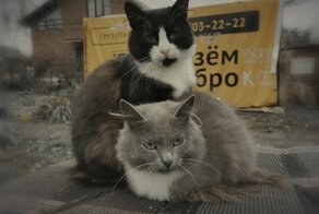 Очень красивые уличные кошки