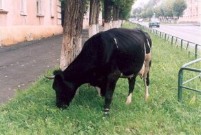 Марина и корова, или Эпичная история о памятном подарке