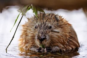 Интересные факты об ондатре