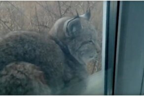 «Доброе утро по-сибирски»: парень встретил рысь на своем подоконнике