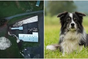 Дрон запечатлел, как собака-пастух загоняет стадо овец