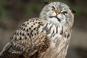 Минутка котомании